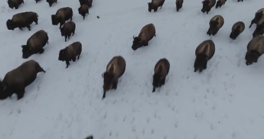 Drone view of a herd of bison running across a field covered in snow