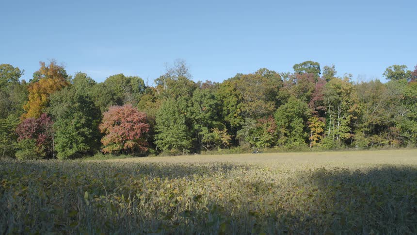 A vehicle drives on a field next to a colorful autumn forest under a clear blue sky