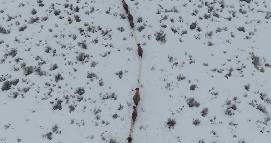 Aerial view of bison walking on a snowy trail