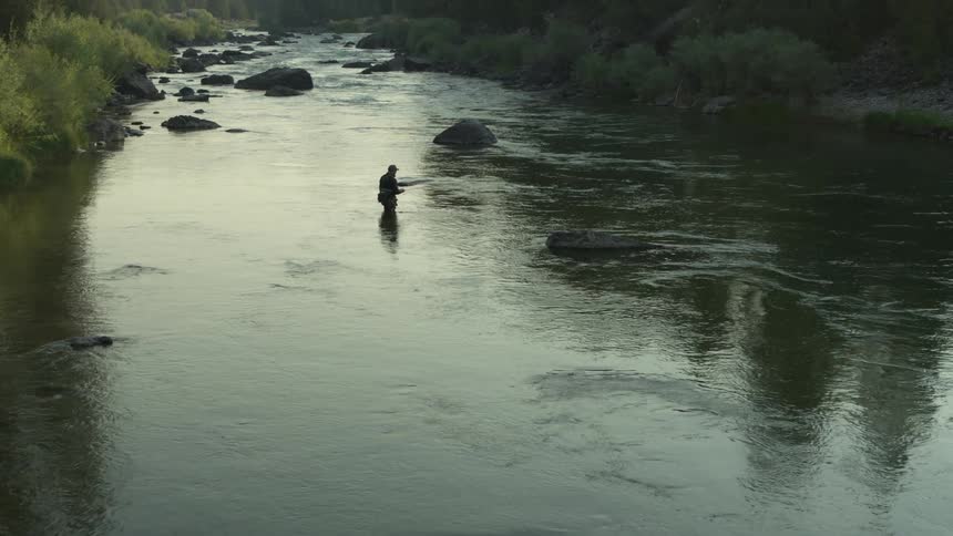 A man is fly fishing on a river in an evergreen forest during the summer