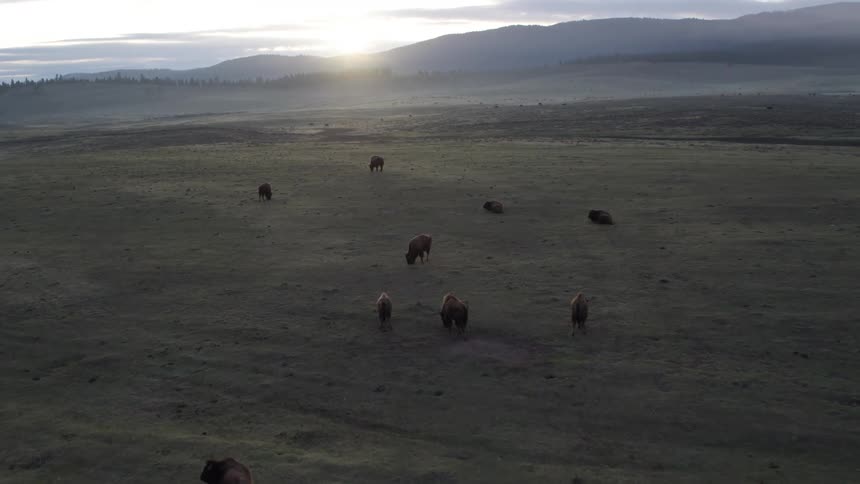 Cows graze in the pasture as the sun rises from behind the mountains