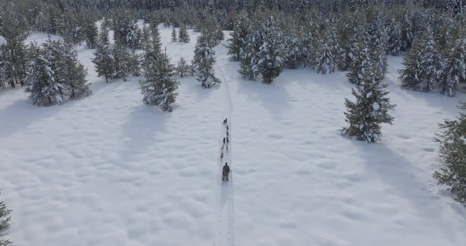 A dog sled team pulls a sled through a snowy forest