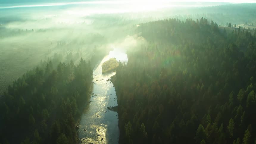 A river runs through a pine forest