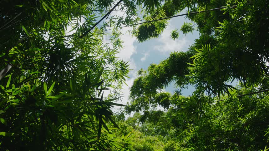 A view up through a dense bamboo forest towards a clear blue sky