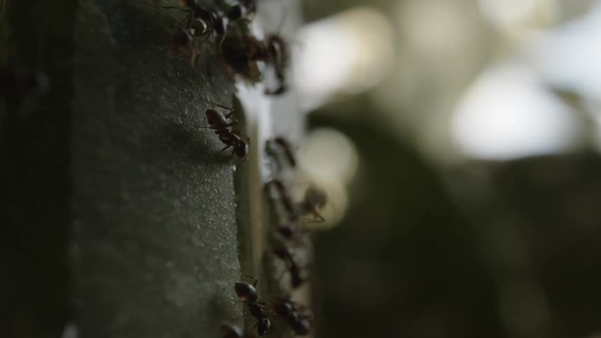 Several ants around a liquid