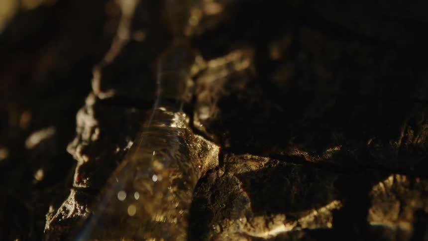 Tree trunk with sap dripping