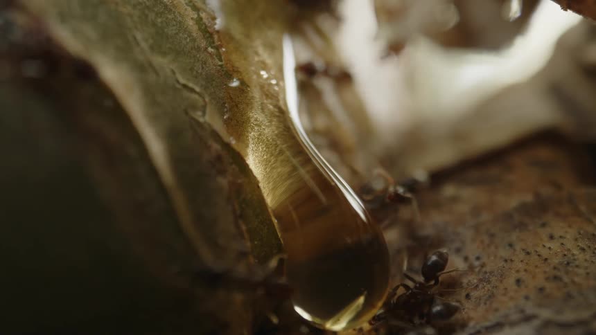 Ants gather around a large glistening droplet of nectar against a warm earthy background