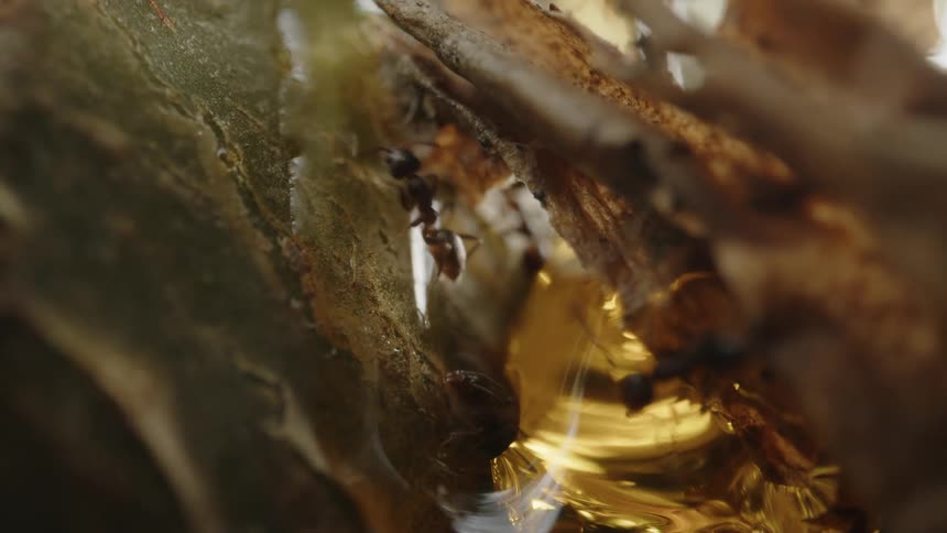 Numerous ants busily navigating a crevice between wood and a glistening viscous substance
