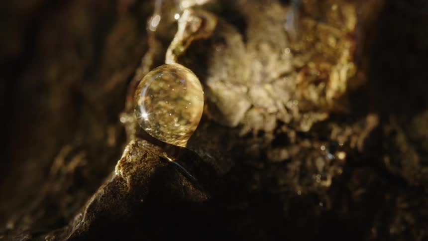 A droplet of resin or sap hangs from a tree glistening in the sunlight