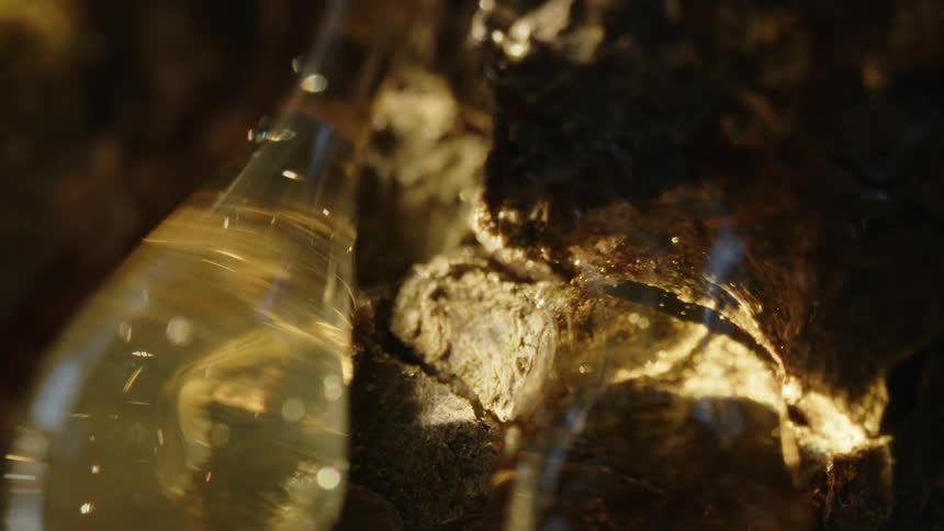 A stream of resin or sap flows from a tree glistening in the sunlight