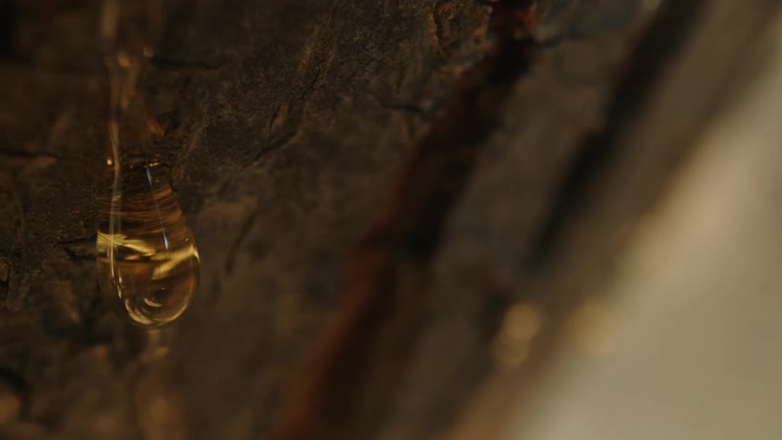 A single drop of golden sap hangs from a tree trunk glistening in the sunlight