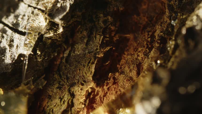 A stream of resin or sap flows from a tree glistening in the sunlight