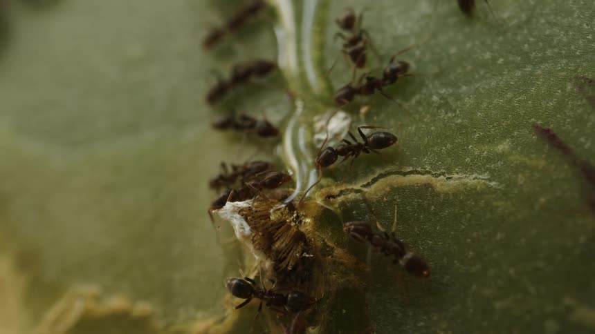 Tiny ants stand lined up along both sides of a crack in a green leaf