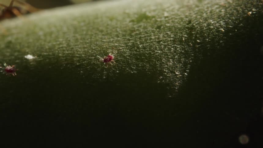 Bugs both big and small crawl over the skin of a green melon