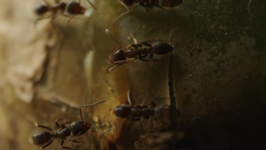 A group of ants crawl over a tree trunk foraging for food
