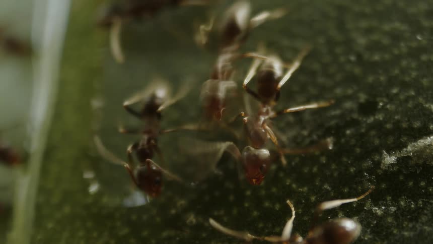 Extreme close up of ants in contact with a liquid