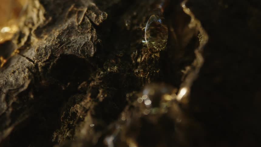 Dense liquid drop on a tree trunk