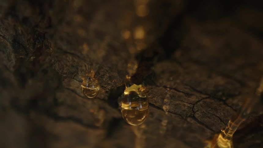 Closeup of a dark textured surface with drops of sap