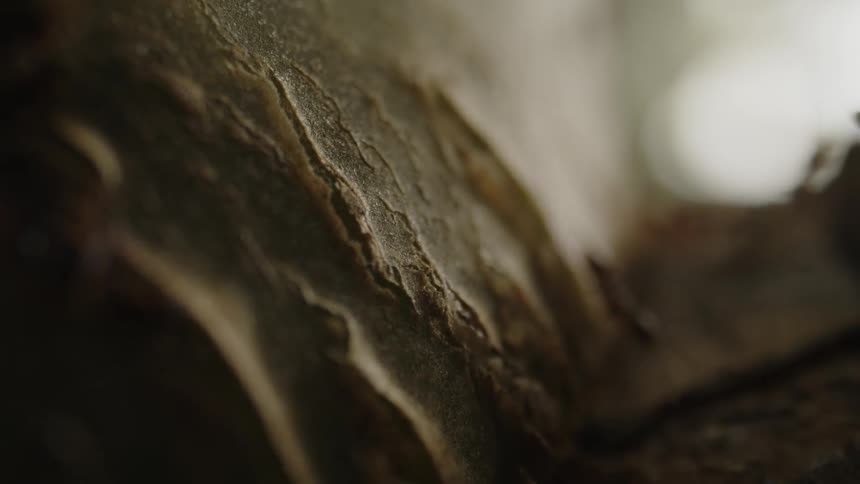 A group of ants crawl over a tree trunk foraging for food