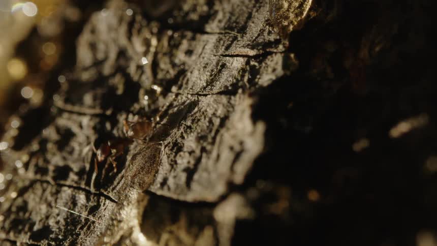 An ant crawls down a wet dirt mound with water dripping off of it