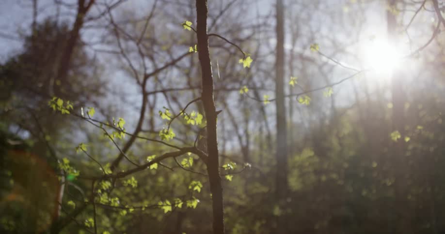 The sun shines through the branches in the forest
