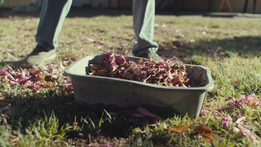 Person rakes leavesto put in a tub while working in the yard