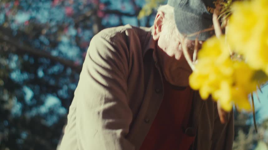 Elderly army veteran uses clippers in the garden on a sunny day
