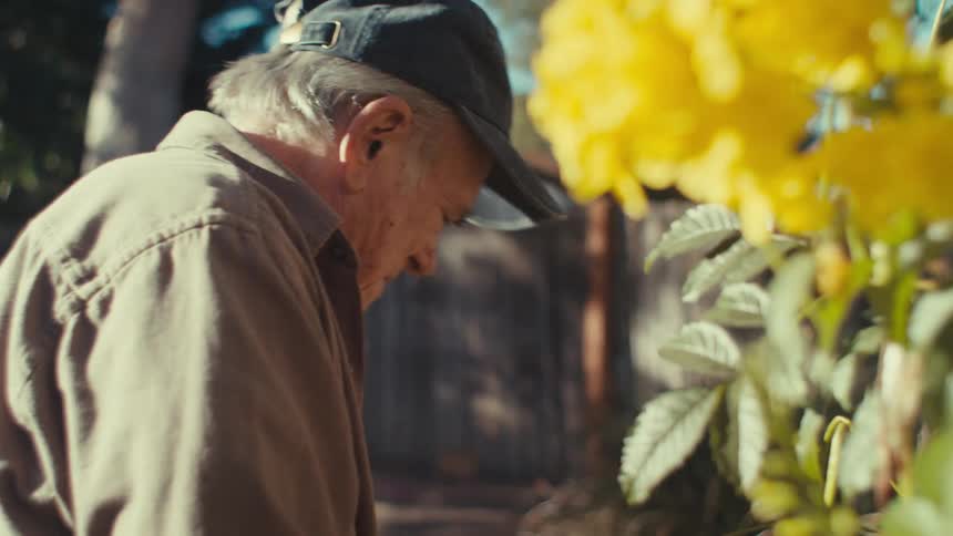 An older man wearing a cap works in a garden with yellow flowers in the foreground