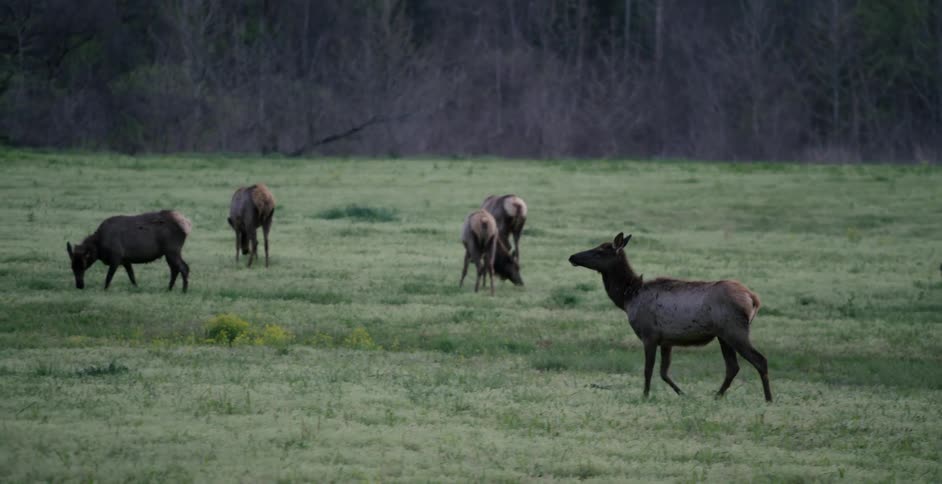 A herd of elk are grazing in a grassy field