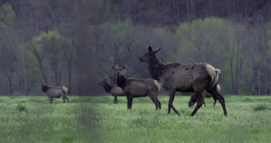 A herd of deer walking and standing in a pasture