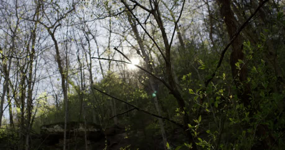 The sun shines through trees