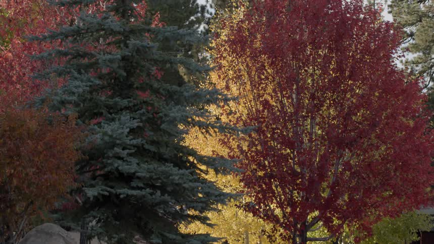 Fall-colored trees standing majestically
