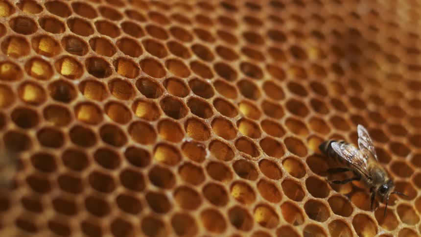 A bee walking on top of several holes in a honeycomb