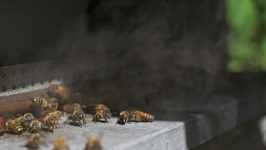 Smoke sprays toward a group of bees