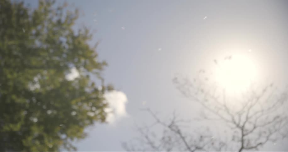 Several white particles flying in an environment with trees in the background and on a clear day with the sun shining in the sky