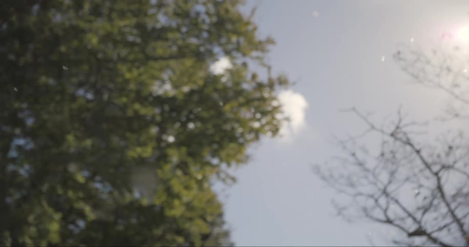 Dandelion flying through the sky