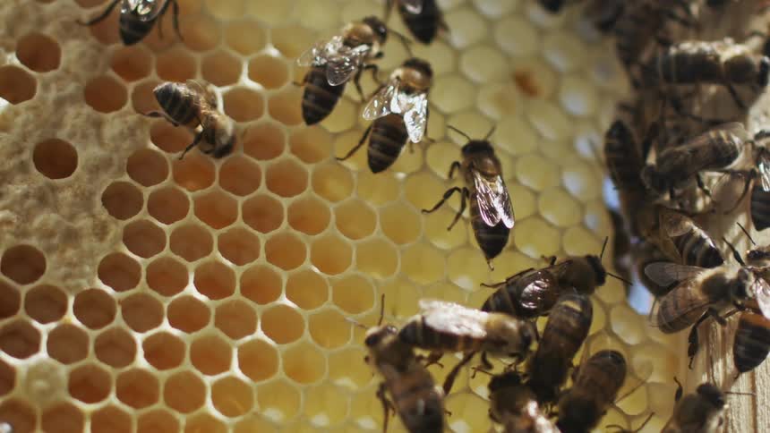 Bees working on a honeycomb