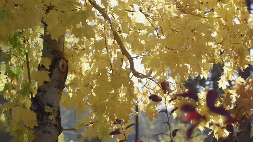 A close up of a tree with many leaves that are yellow