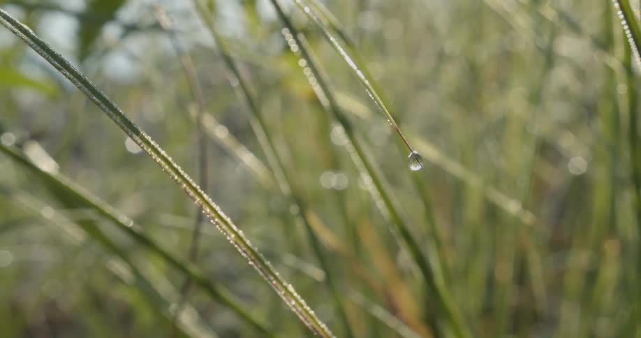 Grass blades with morning dew swaying in the breeze