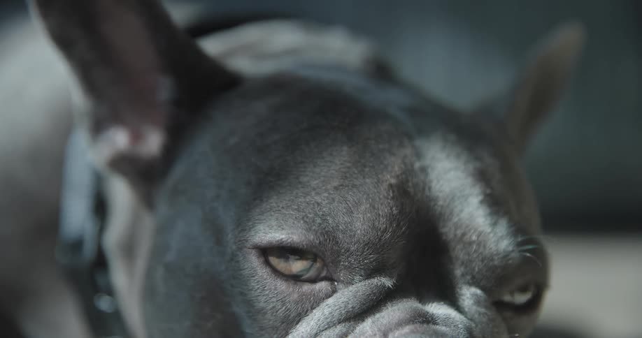 Close up of a gray dogs face blinking sleepily