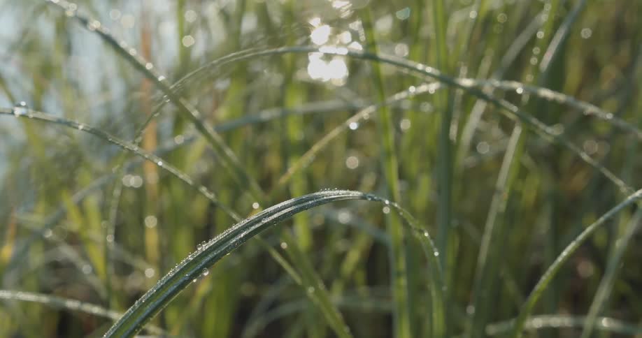Reeds with water droplets gently swaying in the breeze