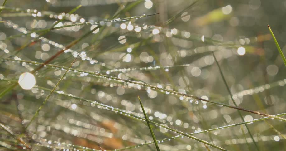 Several blades of fine green grass that are covered in droplets on their surface