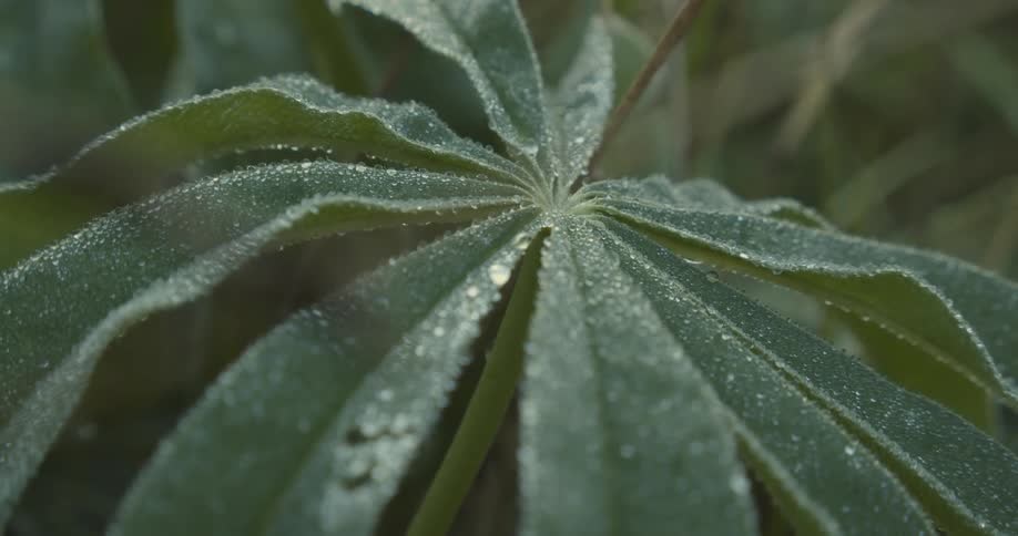 A large green dewy leaf with several smaller leaves radiating from its center