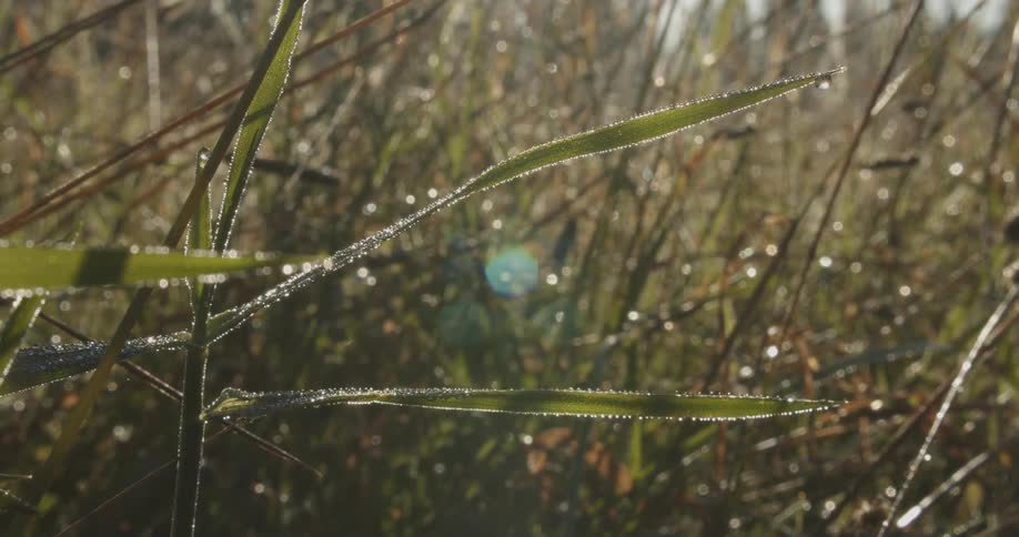 Frost outlines the plants in a field during the daytime