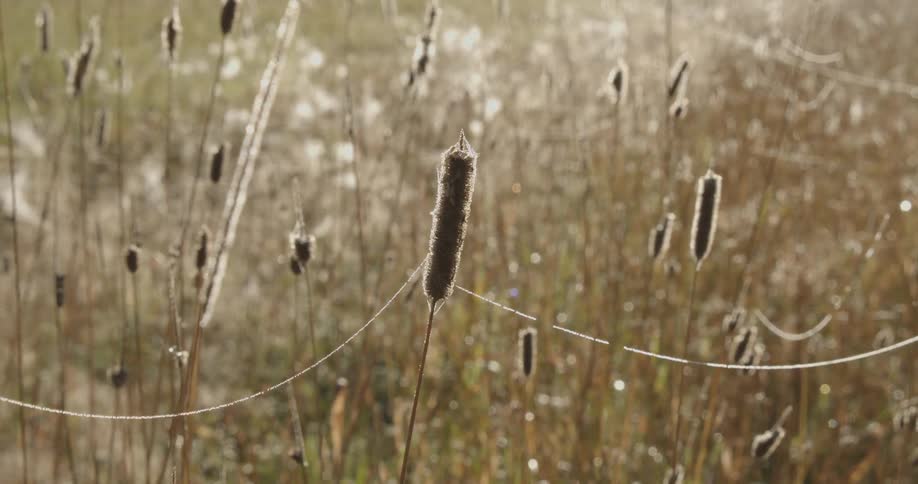 A piece of string wrapped around a dead cattail on a grassy plain
