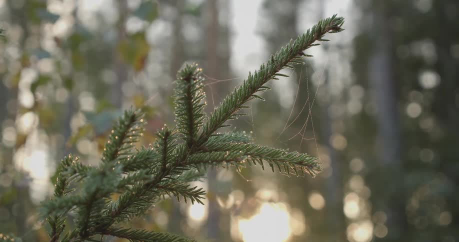 A pine tree branch with a delicate spiderweb glistening in the morning sunlight