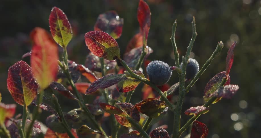 A plant with berries and colored leaves growing outdoors