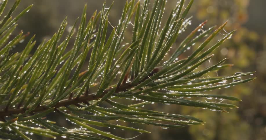 A pine tree branch glistening with morning dew each needle catching the sunlight and sparkling like a tiny jewel