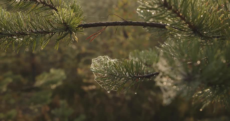 The pine tree branches glisten with morning dew and a spiderweb hangs delicately between them bathed in the soft sunlight