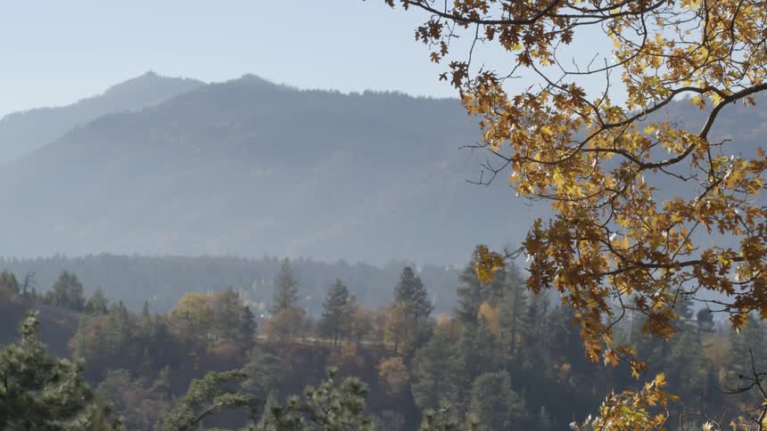 A tree blows in the wind with mountains in the distance